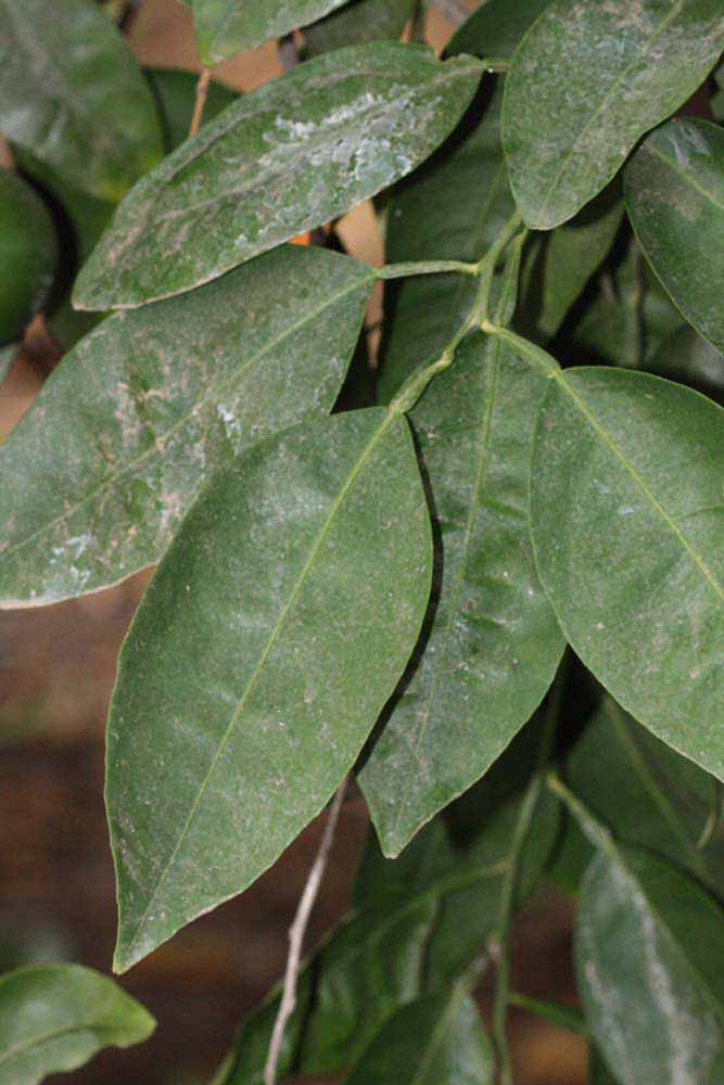              Unifoliolate leaf (Riverside, CA)       